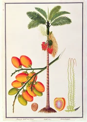 Pinang Betelnussbaum, aus Zeichnungen von Pflanzen aus Malakka